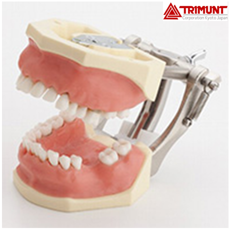 Severe Periodontal Disease Model without Articulator
